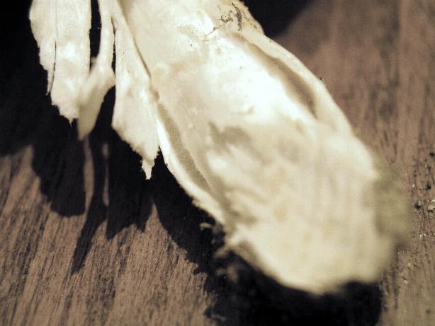 Agaricus?....o altro!